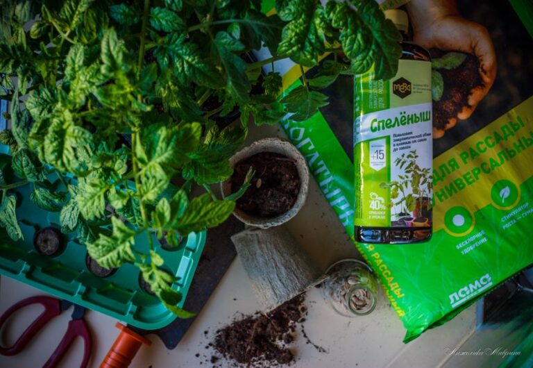 Весенние подкормки рассады: секрет раннего и дружного урожая