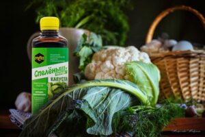 Первые шаги в выращивании рассады капусты: руководство для начинающих огородников