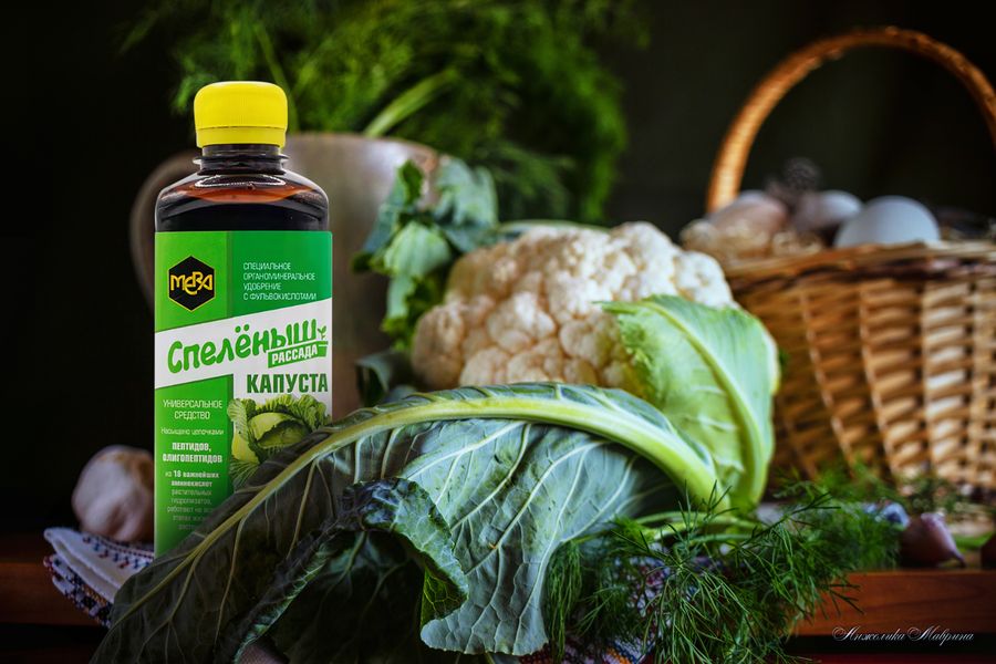 Первые шаги в выращивании рассады капусты: руководство для начинающих огородников