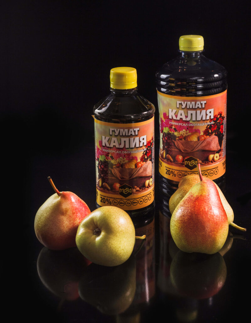 Чеснок круглый год в квартире: секреты размножения и ухода