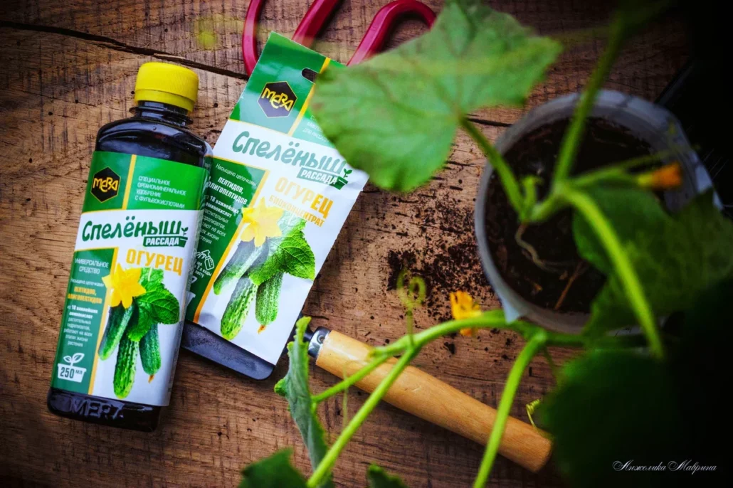 Выращивание огурцов в теплице из поликарбоната: пошаговое руководство